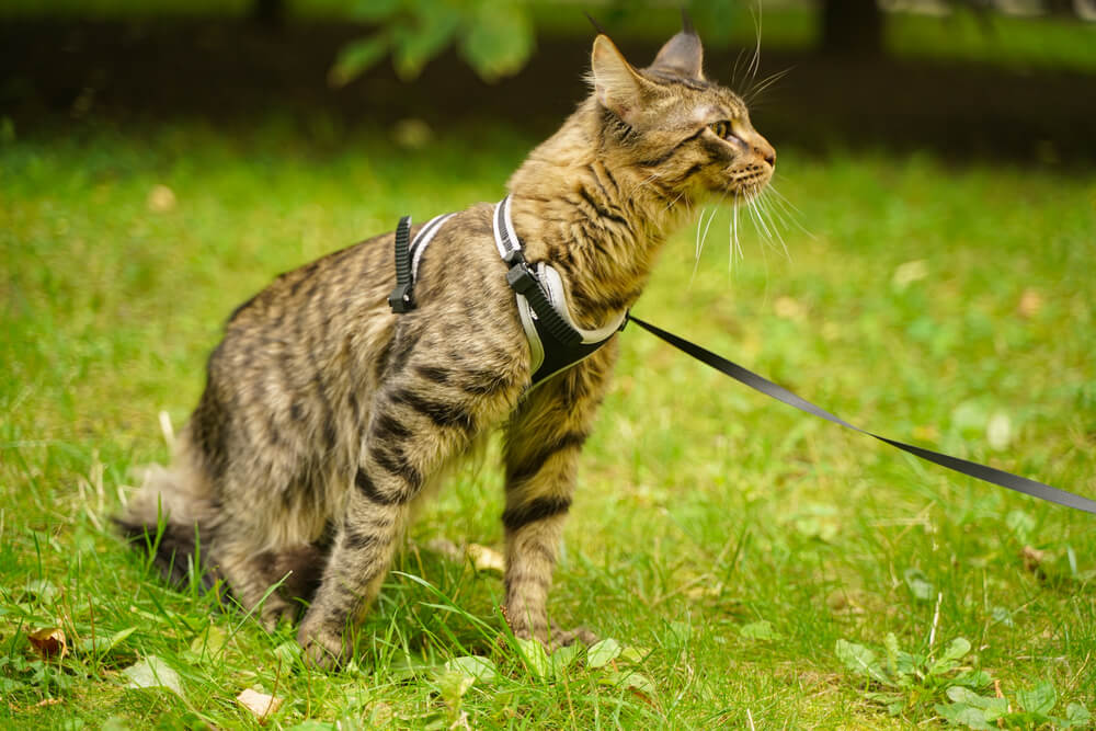 Beautiful grey maine coon cat in leash and harness walking in the city park on the green grass