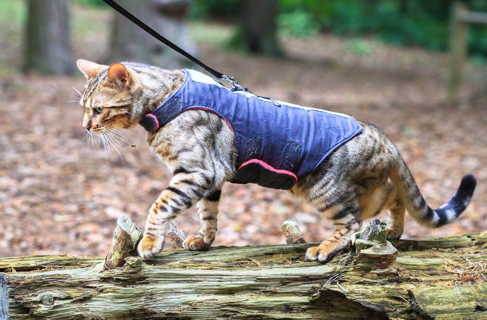 Bengal cat in a harness