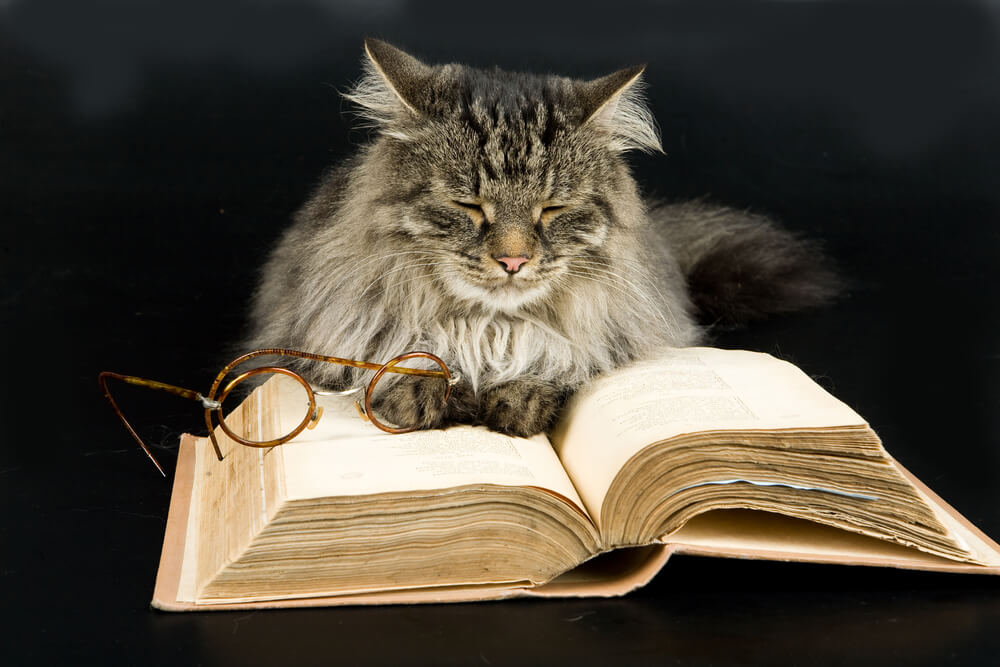 Cat, Book and Glasses