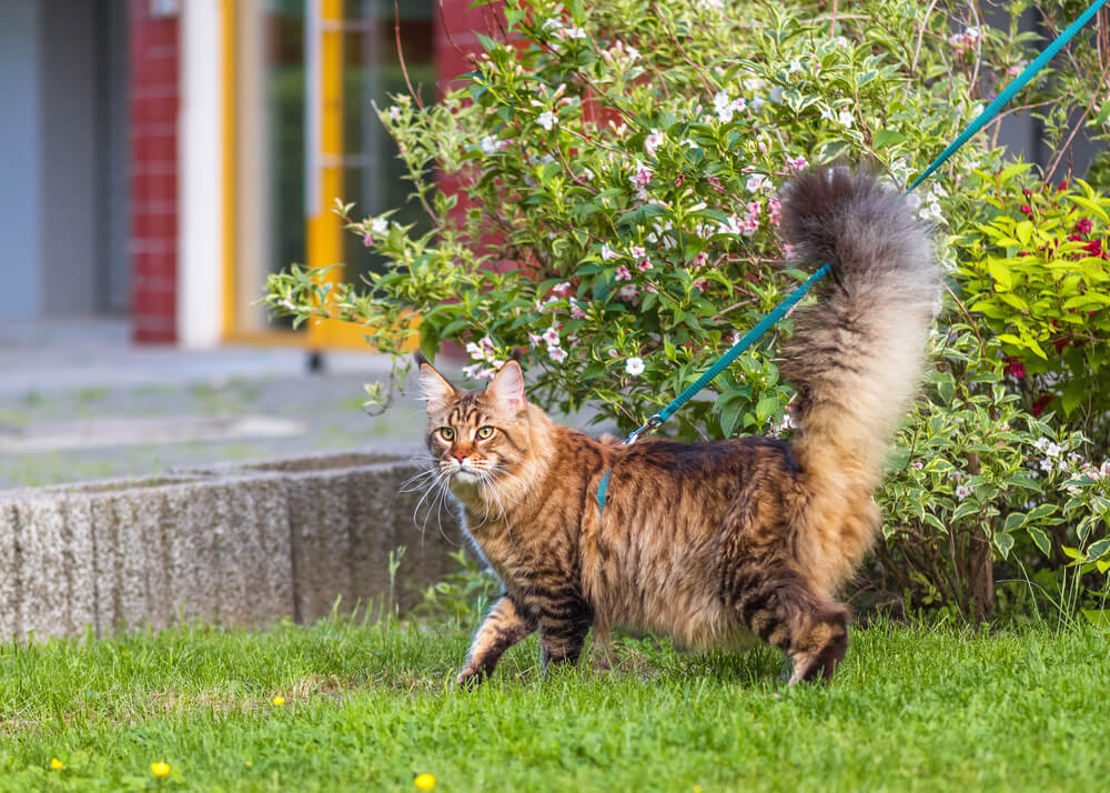 Maine Coon cat in park