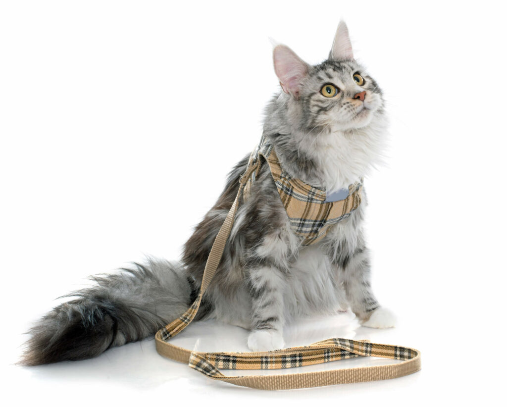 Maine coon cat and harness in front of white back
