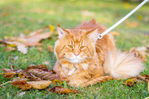 Nice Beautiful Cute Red Maine Coon Cat sitting on the Grass