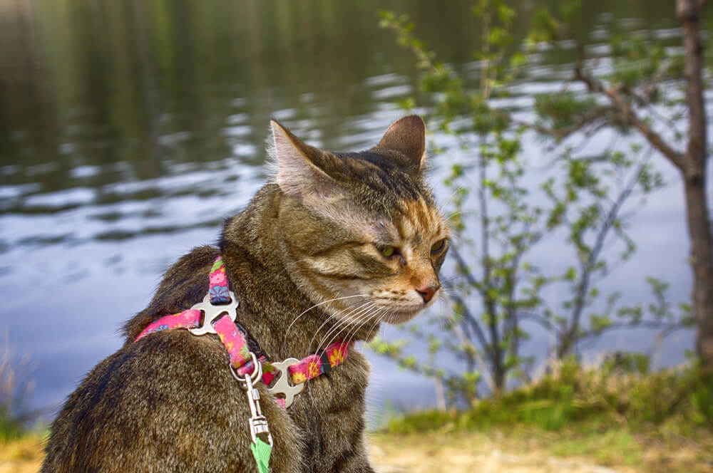 Pet cat for walk in wild. Leash and harness for cats, Amid the river