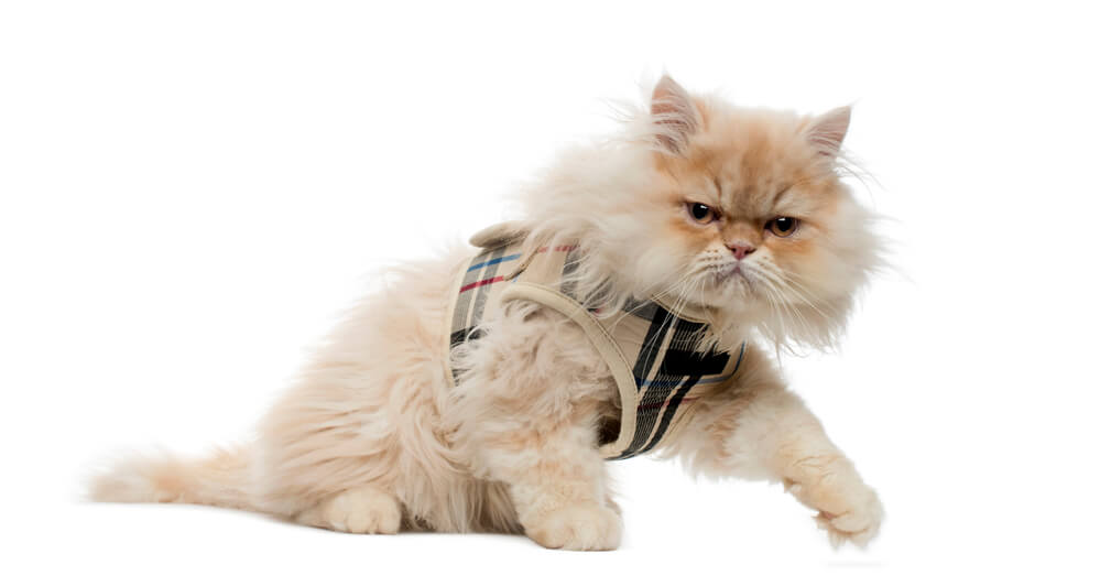 Side view of a Persian kitten with tartan harness, walking away