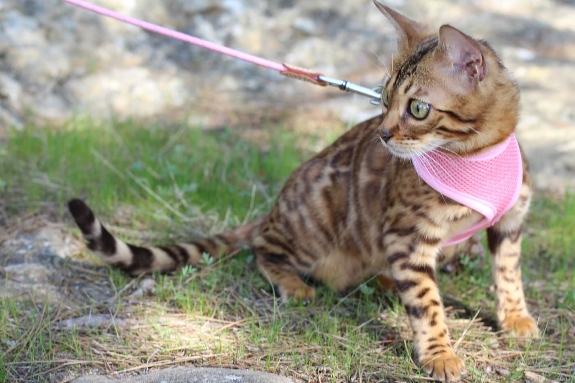 Stunning pedigreed Bengal cat outdoors
