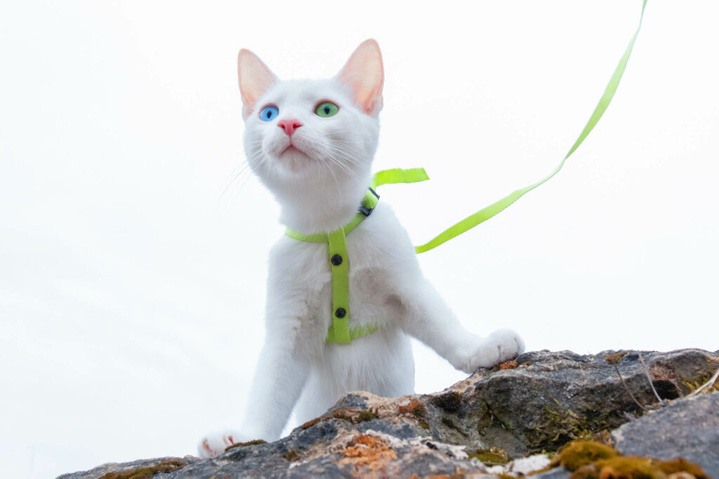 White kitten with a harness